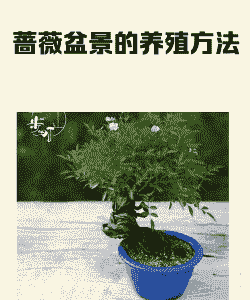 福州蔷薇怎么养殖