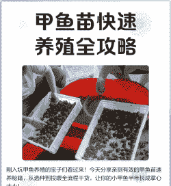 甲鱼幼苗怎么养殖