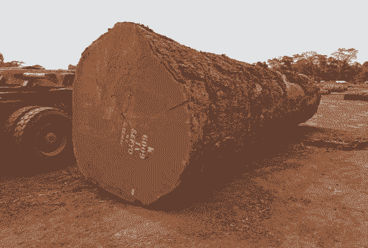 非洲木头怎么养殖