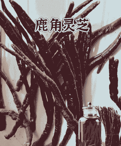 鹿角灵芝怎么养殖