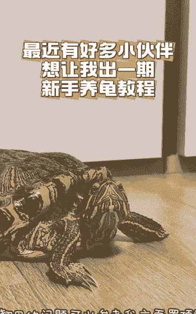 春节怎么养殖龟