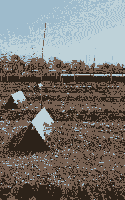 野兔子怎么养殖