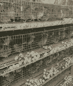 养殖鹌鹑怎么购买