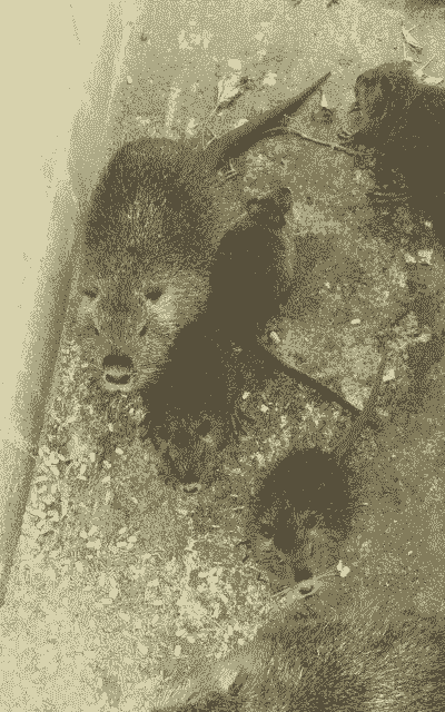 水老鼠怎么养殖