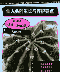 仙人头怎么养殖