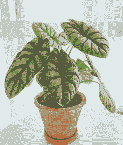 植物犀牛怎么养殖