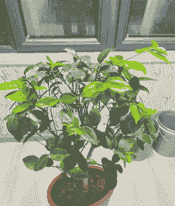 夏季香妃怎么养殖