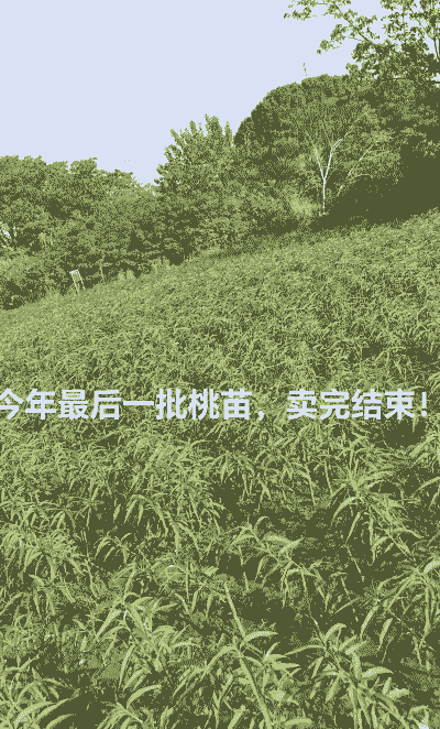 阳山蜜桃怎么养殖