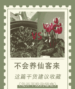 仙客来根怎么养殖