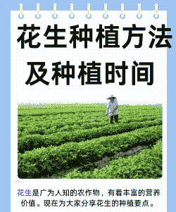 东北花生怎么养殖