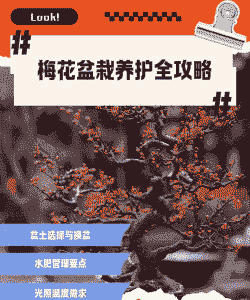 红梅盆景怎么养殖