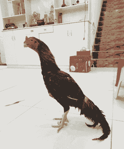 养殖斗鸡怎么卖