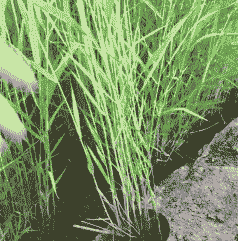 秋天芦苇怎么养殖