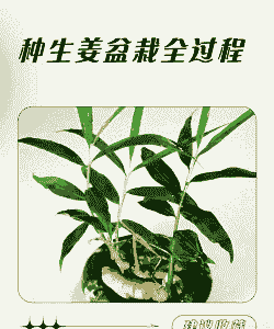 生姜叶子怎么养殖