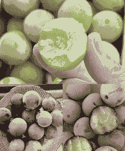 冷冻葡萄怎么养殖