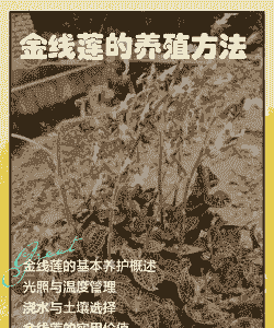 金边莲怎么养殖