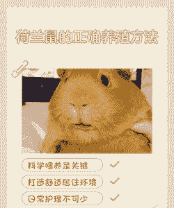 荷兰鼠怎么养殖
