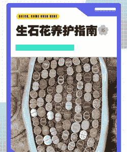 家庭石材怎么养殖