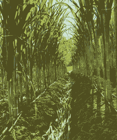 玉米甘蔗怎么养殖