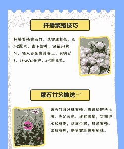 香水石竹怎么养殖