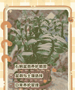养殖石斛怎么管理