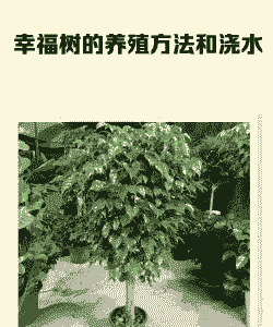 农村大树怎么养殖