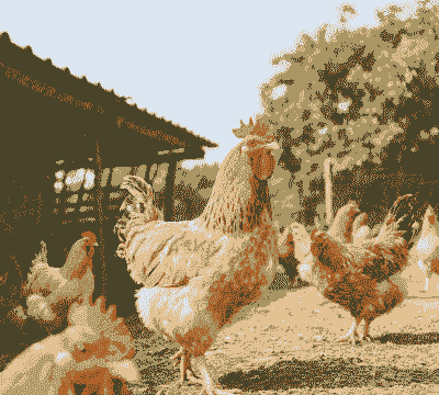 怎么选择养殖地址