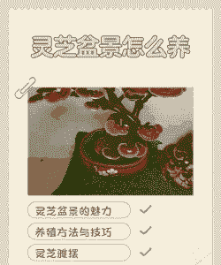 盆景灵芝怎么养殖