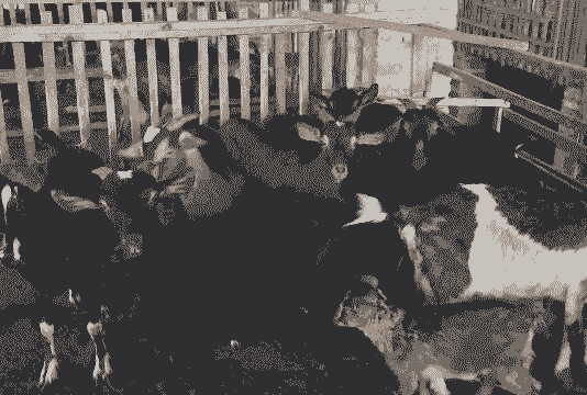 缺少资金怎么养殖