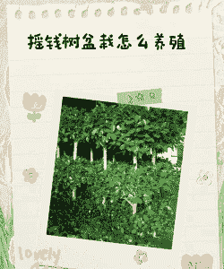 日本摇钱树怎么养殖