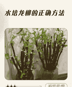 柳树条怎么养殖