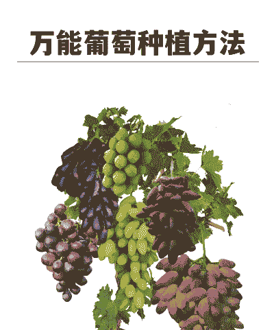 葡萄果实怎么养殖