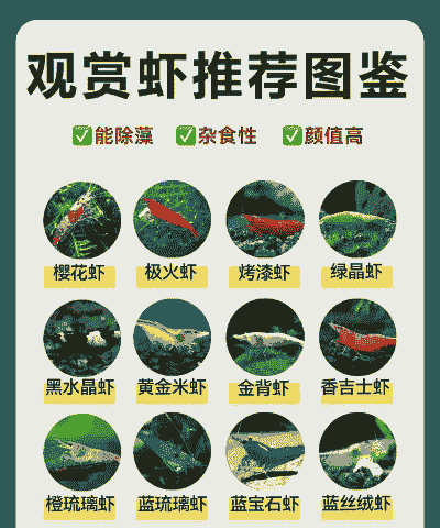 水族虾怎么养殖