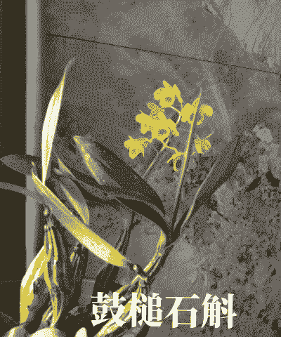 鼓槌石斛怎么养殖