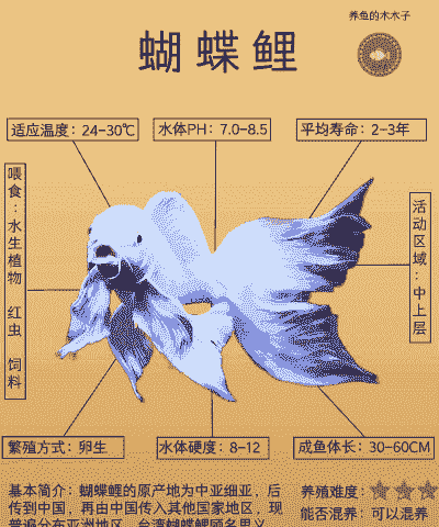 蝴蝶鲫鱼怎么养殖