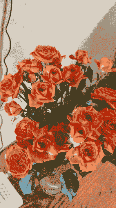 玫瑰头怎么养殖