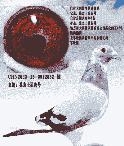 桑杰士信鸽特点