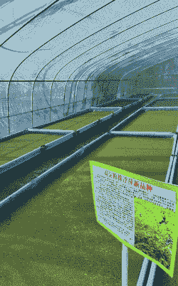 养殖饲料怎么种植