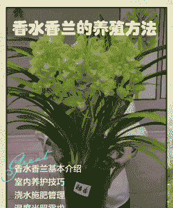 香兰怎么养殖