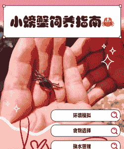 观赏螃蟹怎么养殖