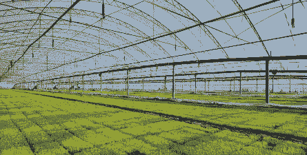 大棚水稻怎么养殖