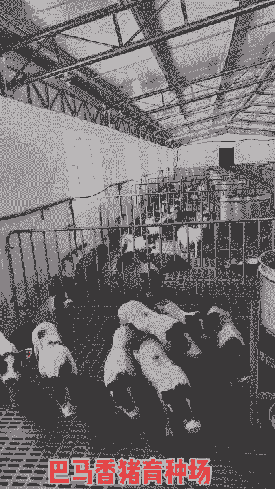 全国唯一的香猪养殖基地在哪里 全国唯一的香猪养殖基地在哪里