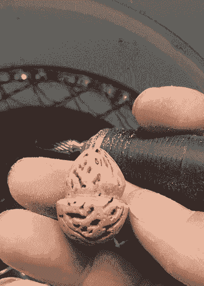 核桃葫芦怎么养殖