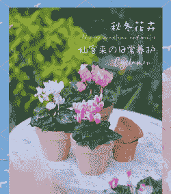 仙客来秋天怎么养殖