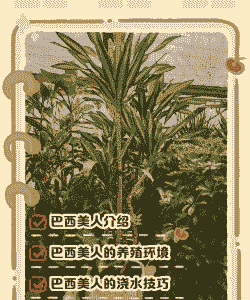 美人雕怎么养殖