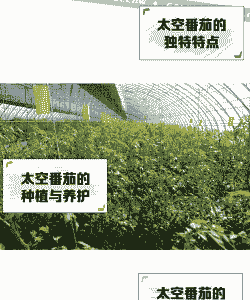 太空番茄怎么养殖