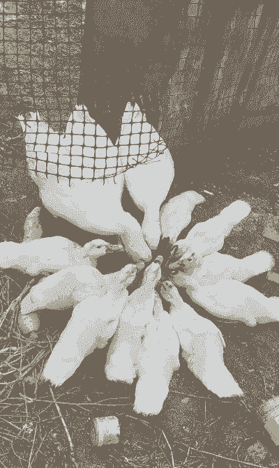 鹅鸭子怎么养殖