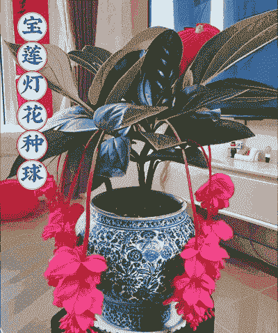 灯笼 荷花怎么养殖