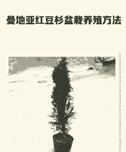 曼地亚红豆杉怎么养殖