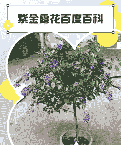 紫金路怎么养殖